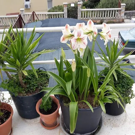 Apartment Angie 4 - Marjan Hill *